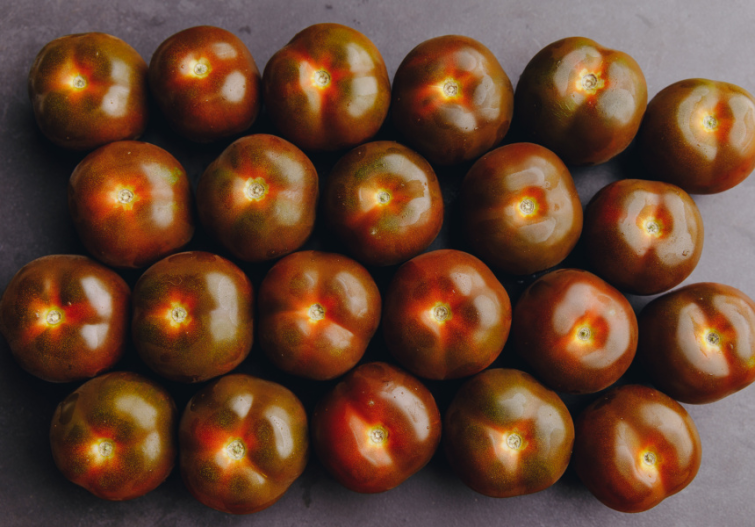 Fila de tomates oscuros con manchas rojas y verdes sobre fondo gris